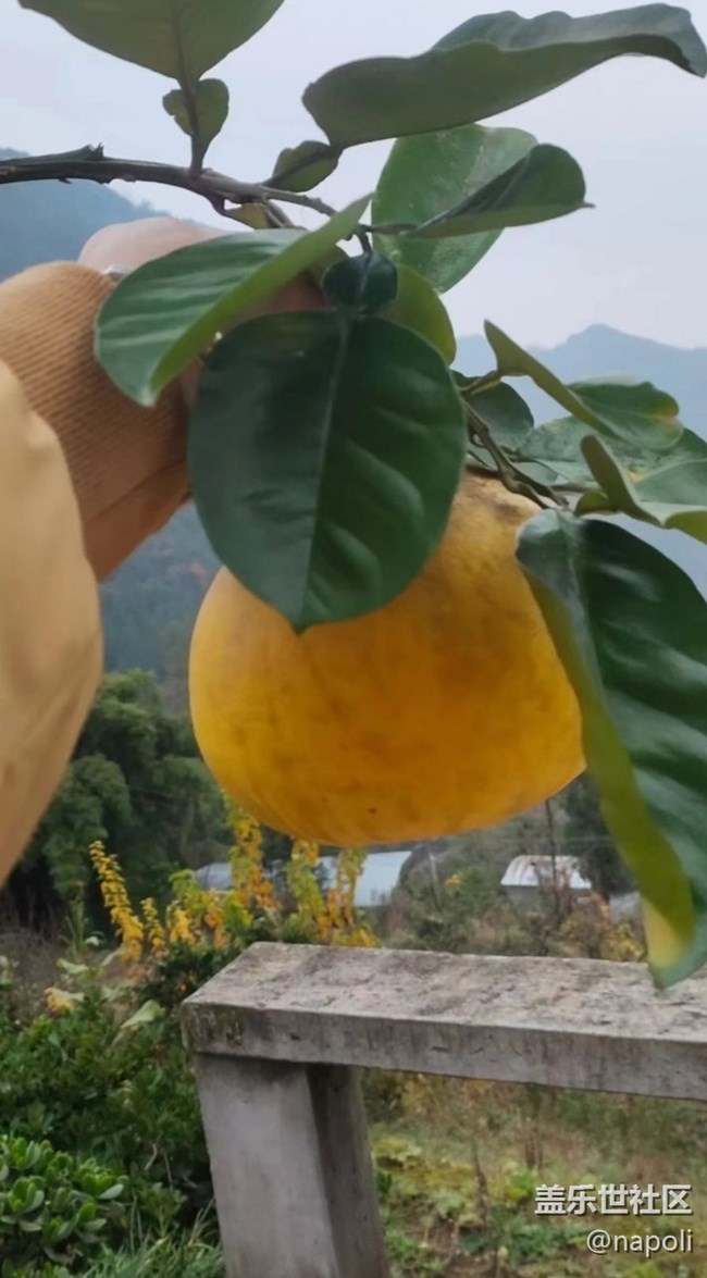 【金色回憶】回村掃蕩