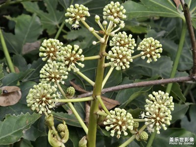 【見微知著】+雨后的樹林