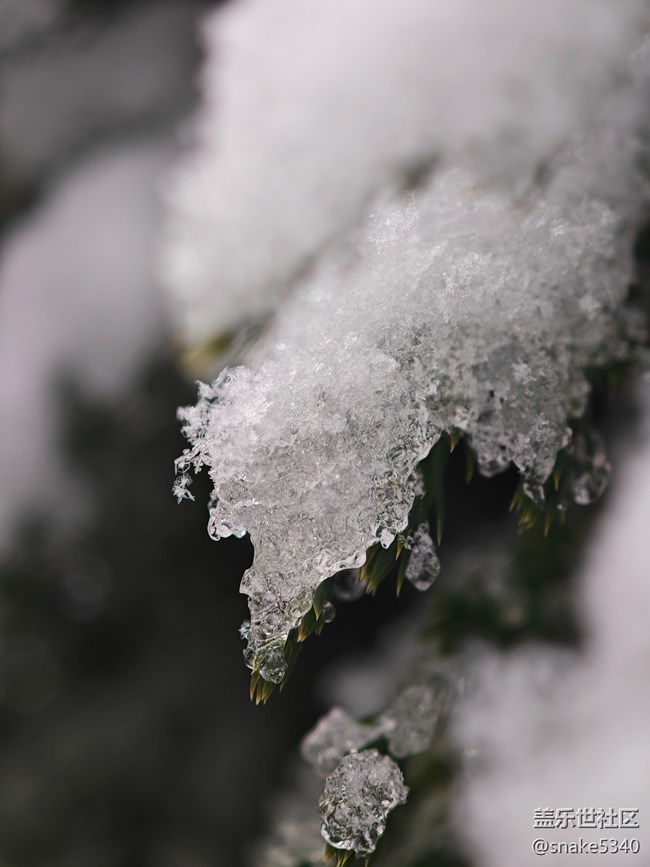【人生是曠野】+晶瑩的雪
