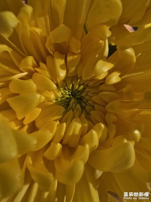 【見微知著】+黃菊