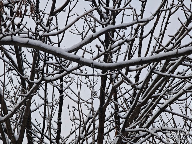 【人生是曠野】+晶瑩的雪