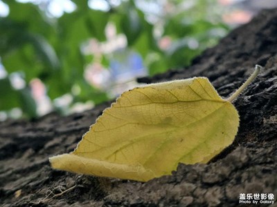 【見微知著 】小公園大美麗