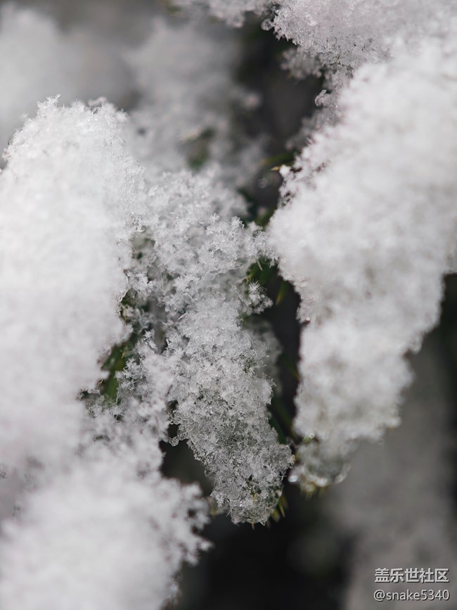 【人生是曠野】+晶瑩的雪
