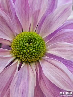 【見微知著 】
花語細(xì)語，見微知著