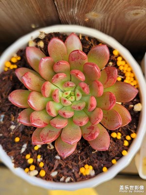 【見微知著】小小多肉