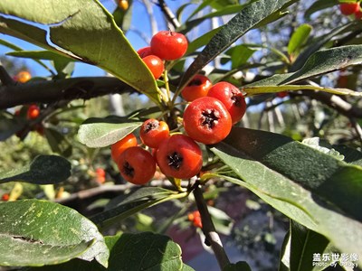 【見微知著】+洞察植物