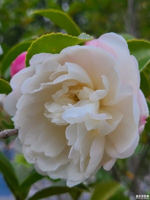 【見微知著】觀花