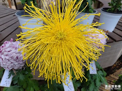 【見微知著 】秋日菊花