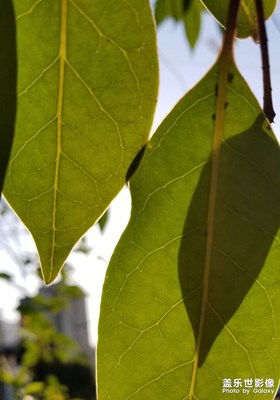 【見(jiàn)微知著】細(xì)看世界