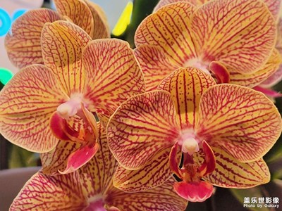 【見微知著】＋五彩蘭花??