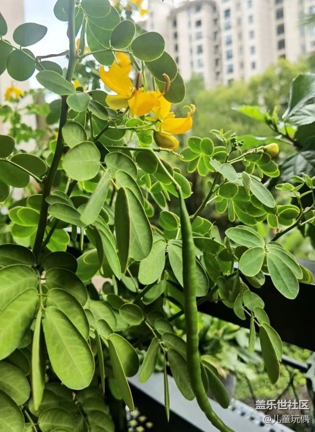 【秋暮冬初】花開滿