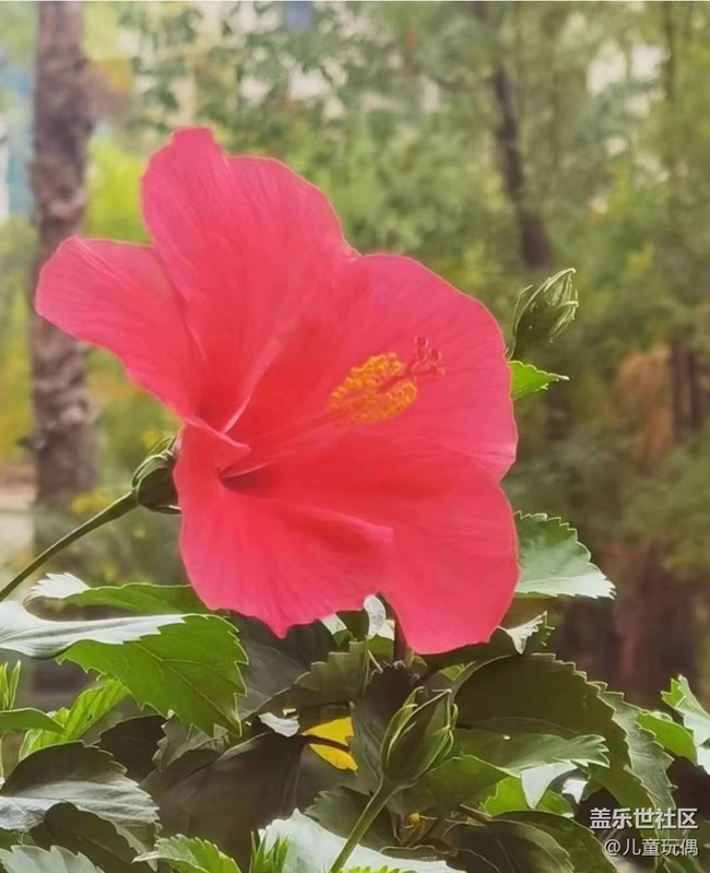 【秋暮冬初】花開滿