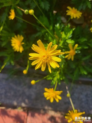 陽光