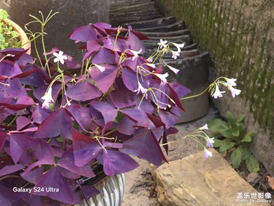 【見微知著】+ 小院美景