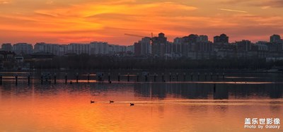 日落時(shí)分的三只野鴨