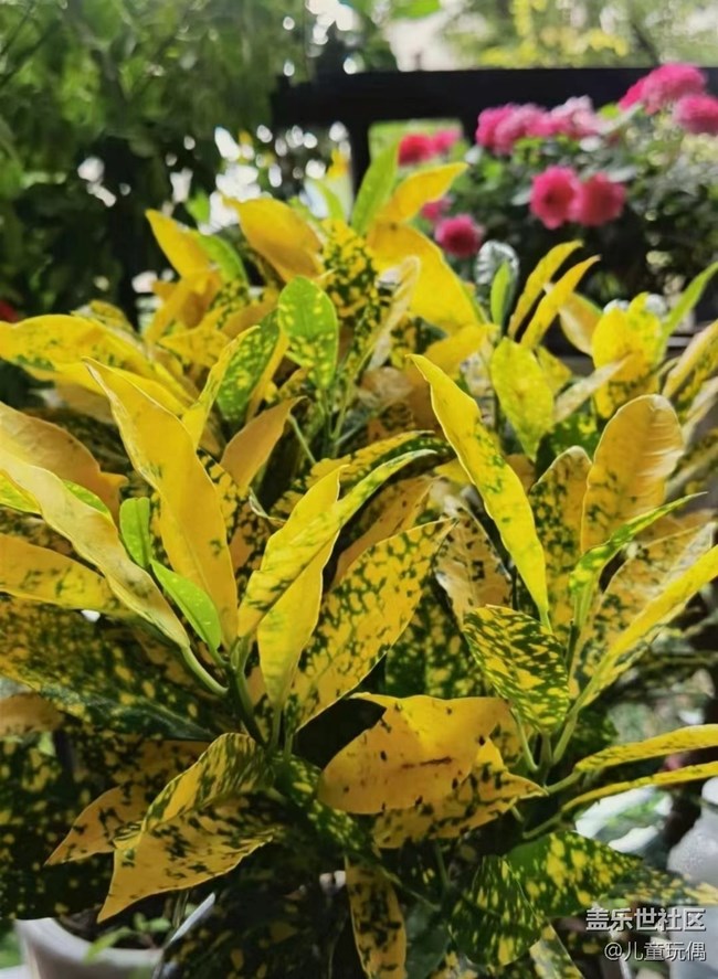 【秋暮冬初】花開滿