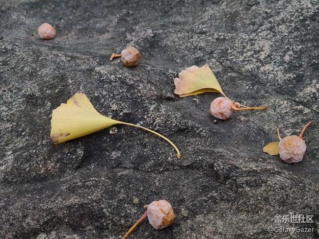 【秋暮冬初】銀杏落葉