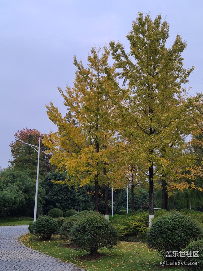 【秋暮冬初】銀杏落葉