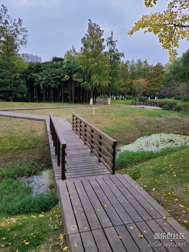 【秋暮冬初】銀杏落葉