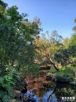 【如影隨形】+ 秋日楓景