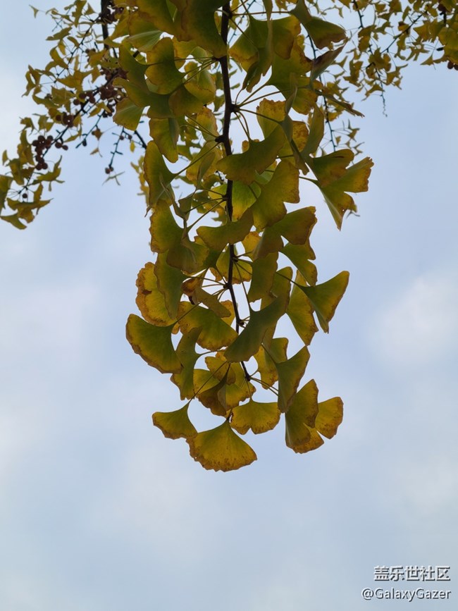 【秋暮冬初】銀杏落葉