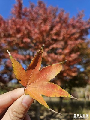 天平山景區(qū)拍的??和風景