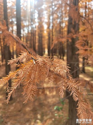 【見微知著】美景