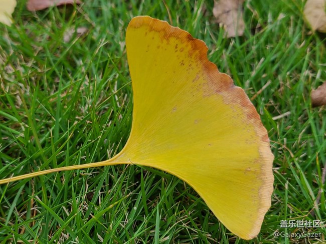 【秋暮冬初】銀杏落葉