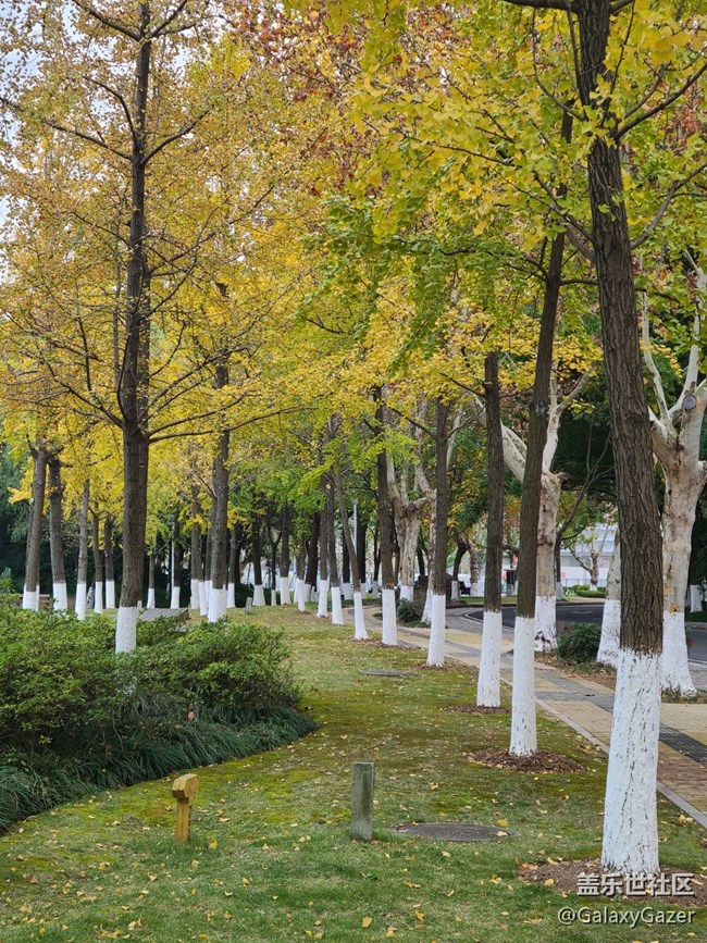 【秋暮冬初】銀杏落葉