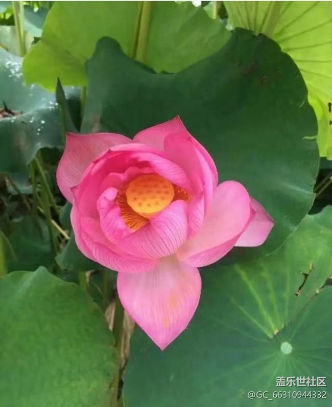 【Note手機(jī)里的春夏秋冬】荷花池