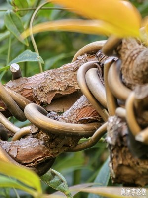 【見微知著】暮秋