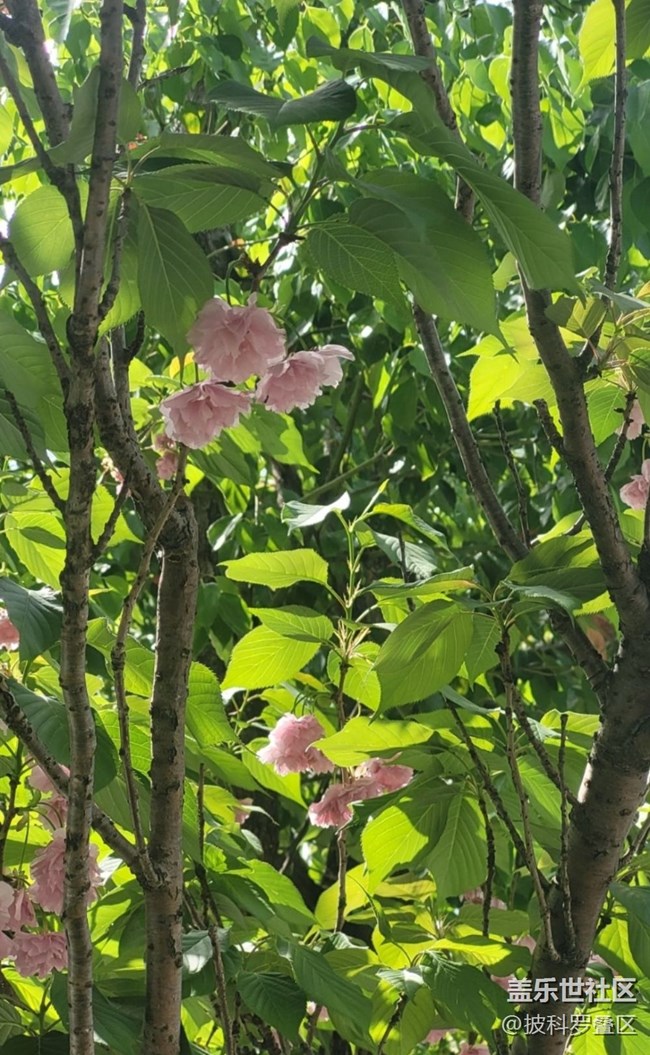 【Note手機里的春夏秋冬】四月櫻花季