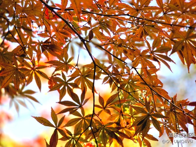 【秋霞圃線下攝影活動】+透著光的楓葉