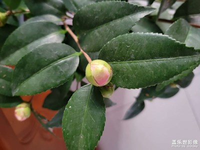 【見微知著】初冬的花花草草