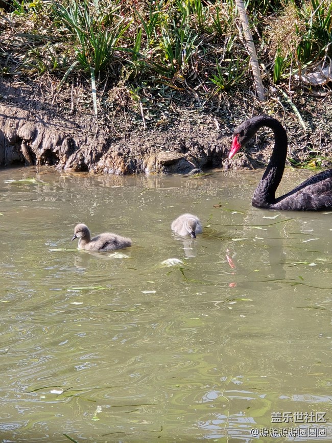 【武漢動(dòng)物園光影之旅】武漢星部落線(xiàn)下活動(dòng)總結(jié)帖
