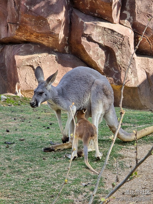 【武漢動(dòng)物園光影之旅】武漢星部落線(xiàn)下活動(dòng)總結(jié)帖