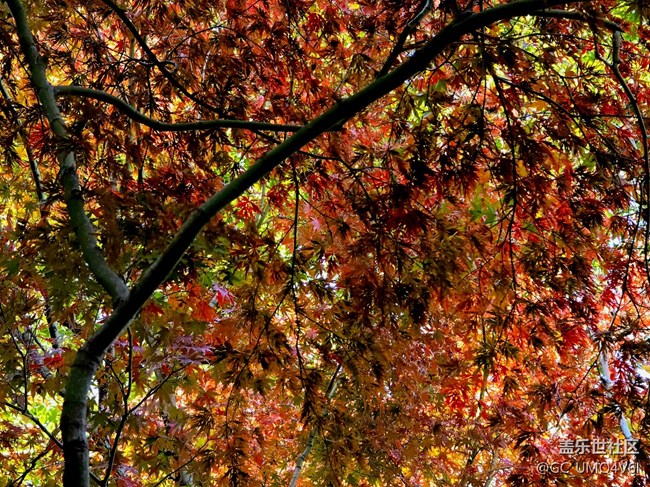 【秋霞圃線下攝影活動】+透著光的楓葉