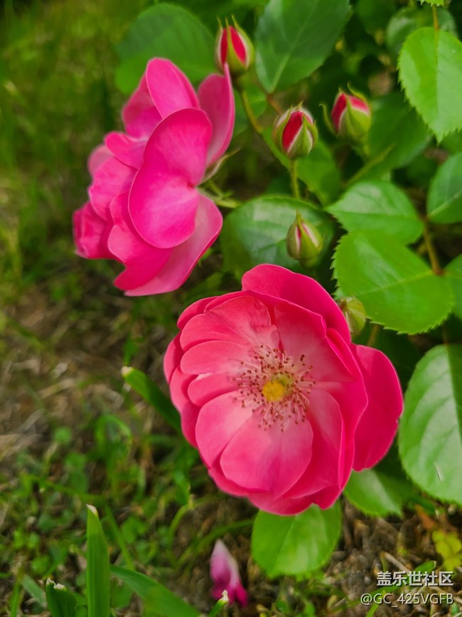 【Note手機(jī)里的春夏秋冬】春天的生機(jī)