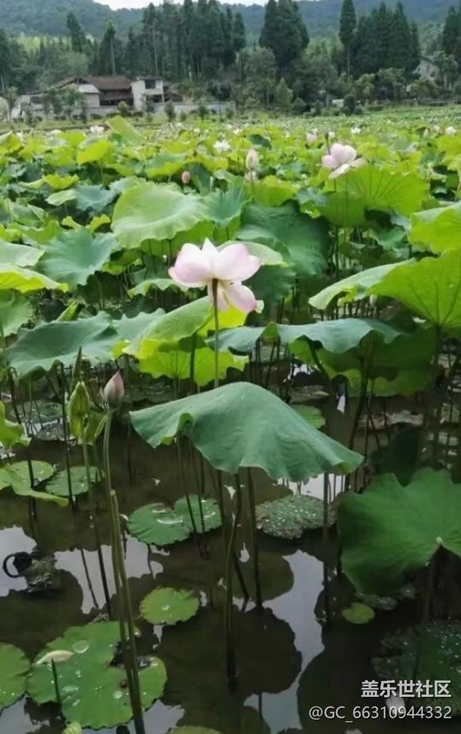 【Note手機(jī)里的春夏秋冬】荷花池