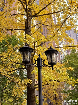 【如影隨形】+ 雋永靜謐之地