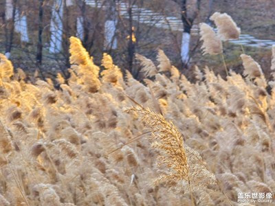 【見(jiàn)微知著】+蘆葦花