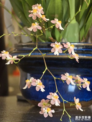 【見(jiàn)微知著】初冬文心蘭