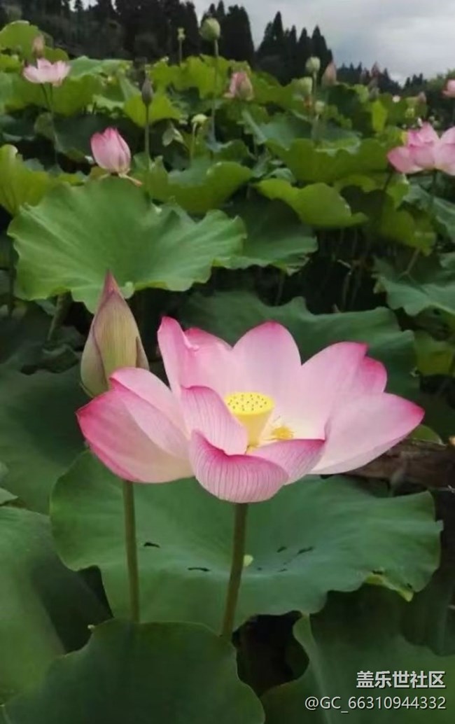 【Note手機(jī)里的春夏秋冬】荷花池