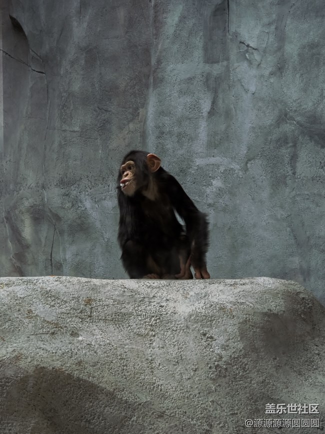 【武漢動(dòng)物園光影之旅】武漢星部落線(xiàn)下活動(dòng)總結(jié)帖