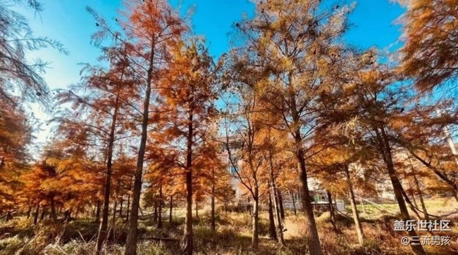 【金色回憶】紅松