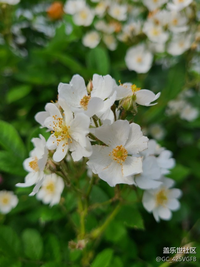 【Note手機(jī)里的春夏秋冬】春天的生機(jī)