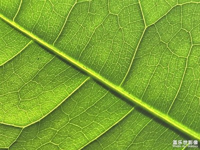 【見微知著】+微距下的葉子