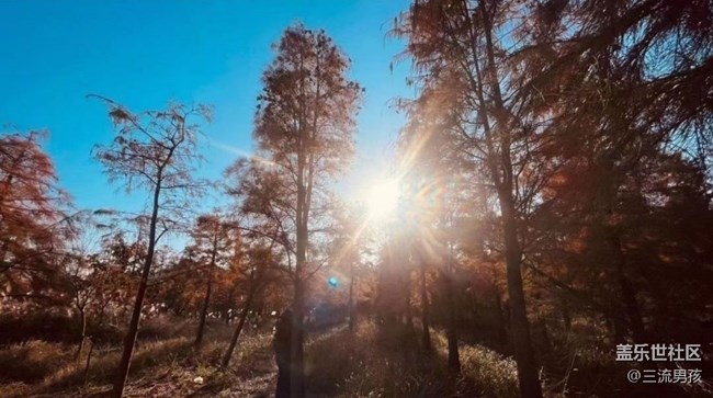 【金色回憶】紅松
