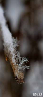 【見微知著】+雪花與玩偶