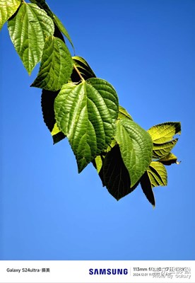 拍了一張藍(lán)天下的樹葉